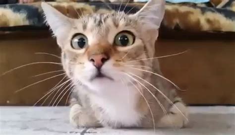 [Video] Cat Reacting to ‘Psycho’ is All of Us Watching Horror Movies